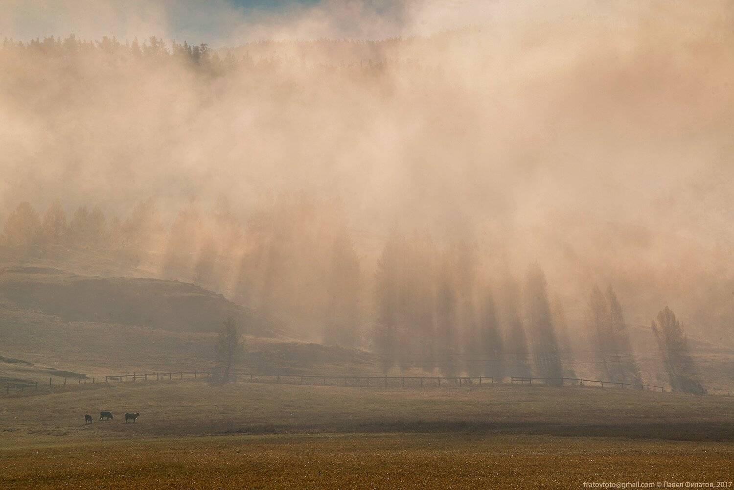 #алтай_чудеса_природы #алтай #сибирь #siberia #павел_филатов #pavel_filatov #filatovpavelaltai #пастбища #коровы #усть_кан #туман #утро #рассвет #осень #fog #morning #sunrise #rays #fall, Павел Филатов