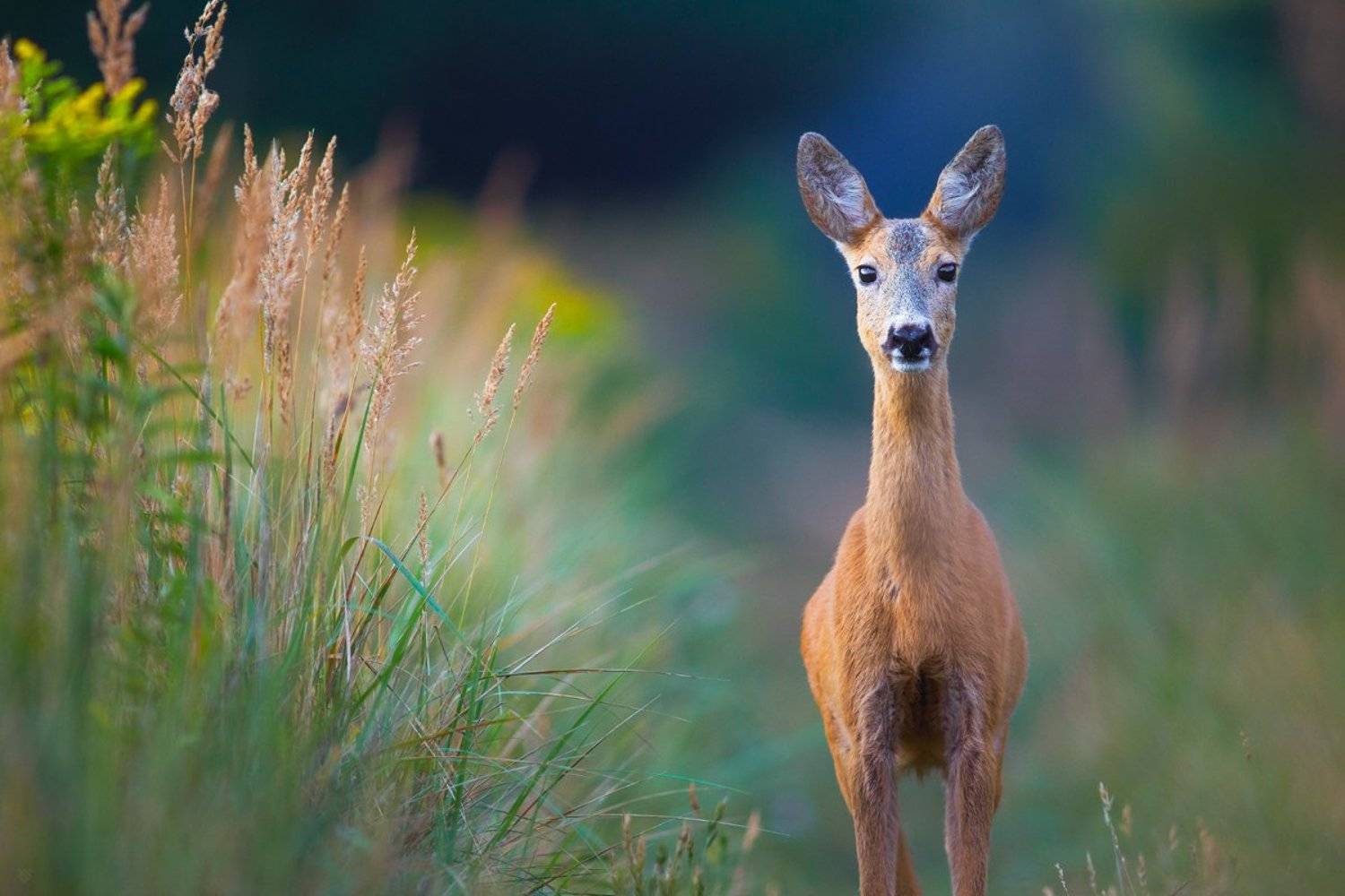 roe-deer, wildlife, nature, Wojciech Grzanka