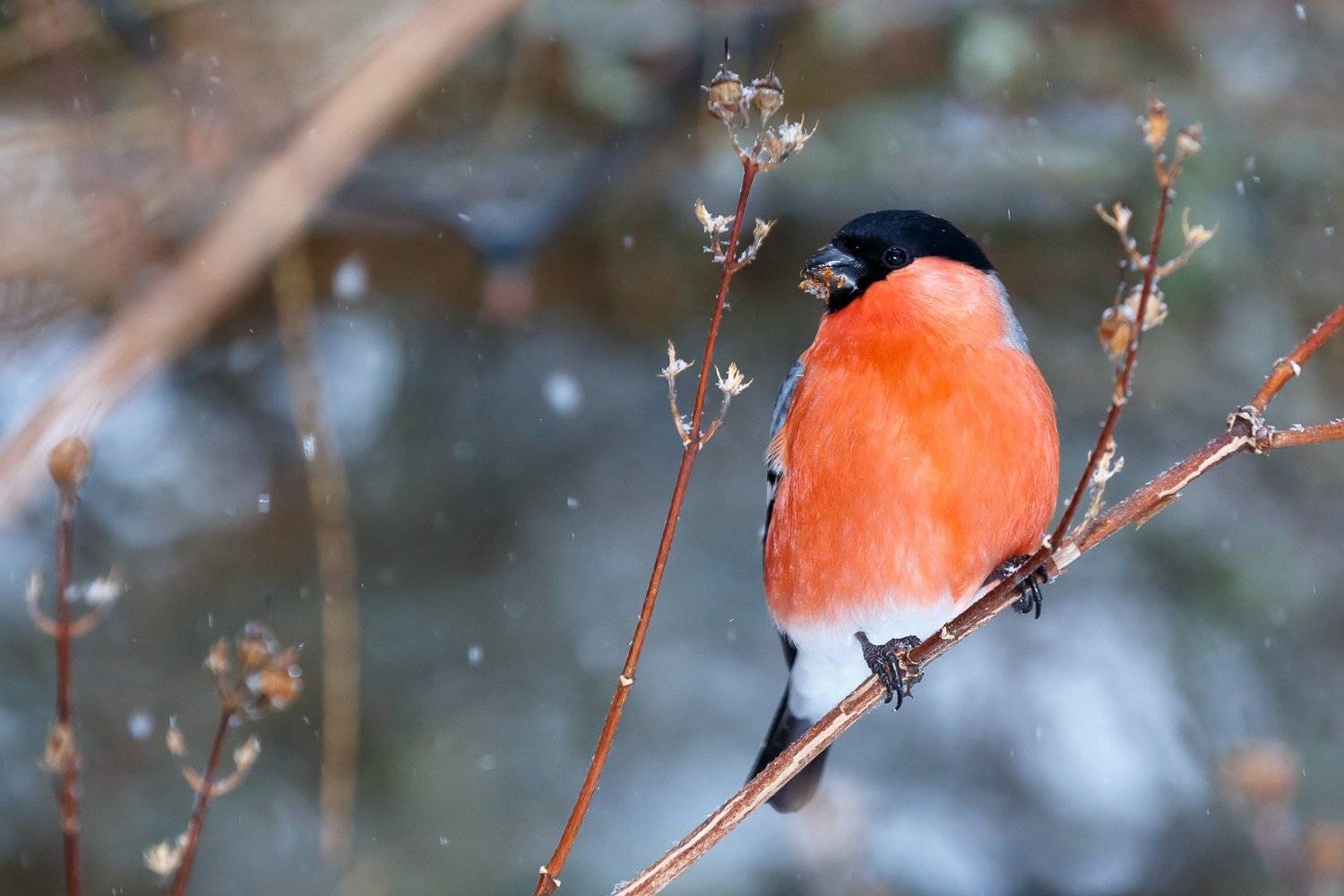 , Ирина Пажаева