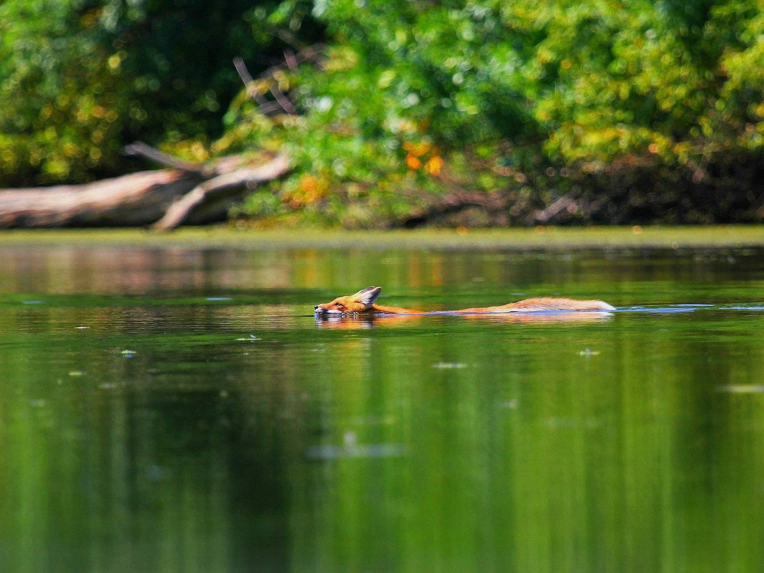 животные, лиса, Алина Урусова