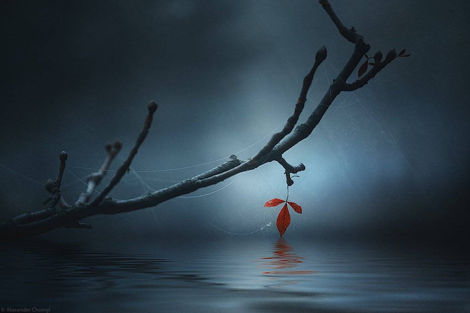 украина, коростышев, лето, лес, красота, макро, макро мир, природа, макро-красота,, Александр Чорный