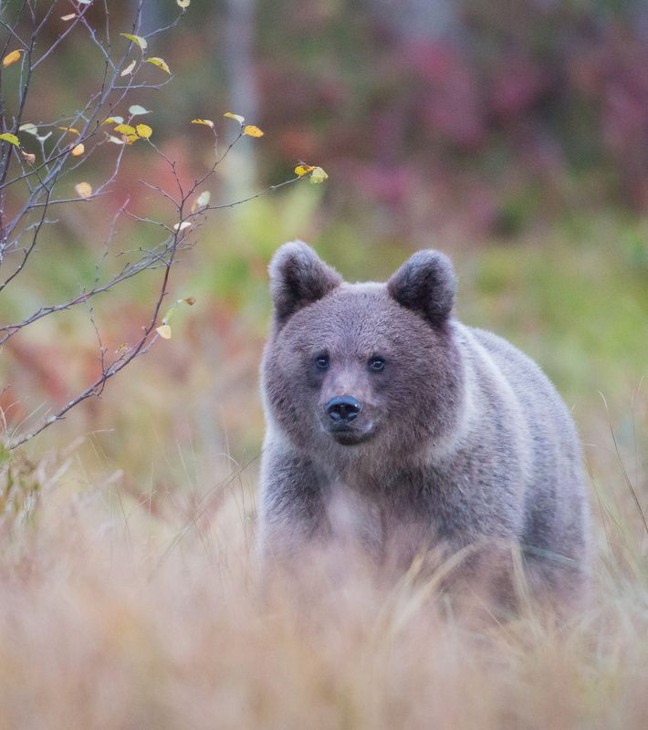 Bear, cub, autumn, Finland Bear Cub in Autumn фото превью