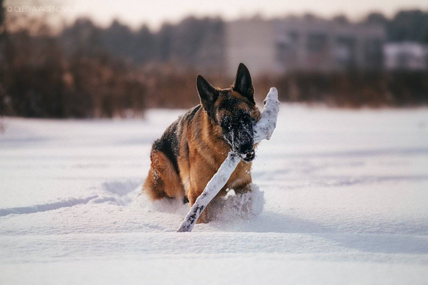 , Аксёнова Олеся