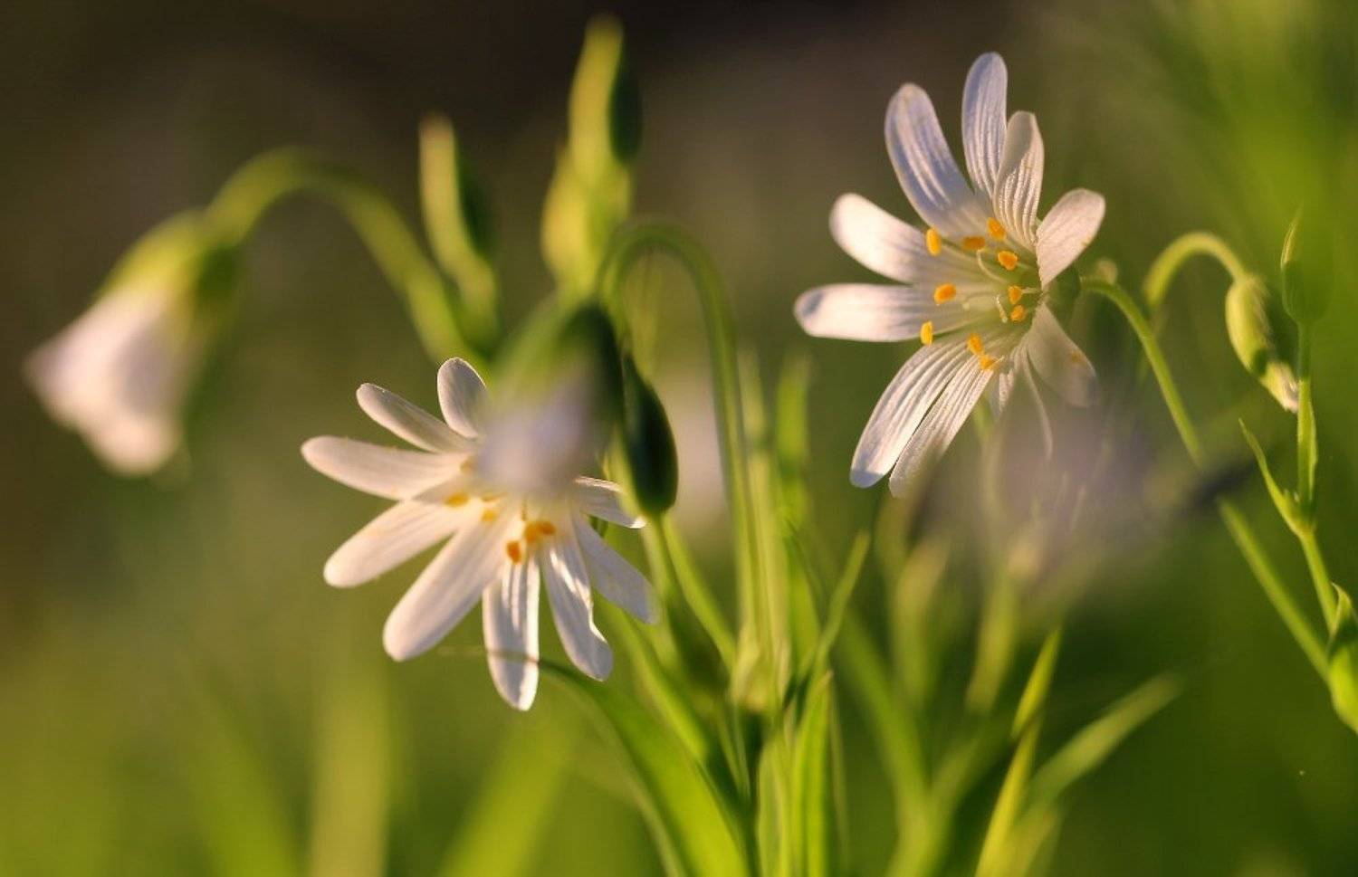 , Андрей Дитковский