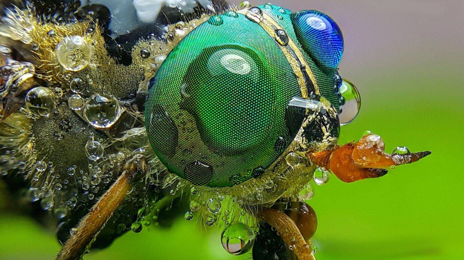 ceclii,macro,note4, Tsvetan Ganev