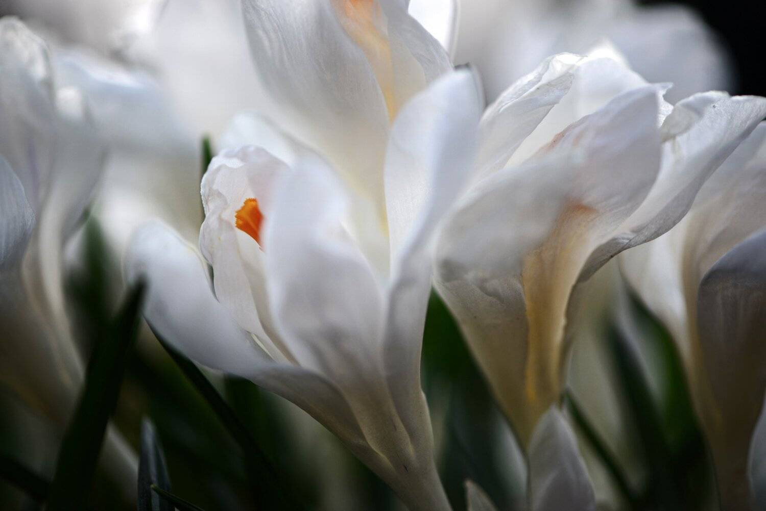 природа, макро, весна, цветы, крокус,, Неля Рачкова