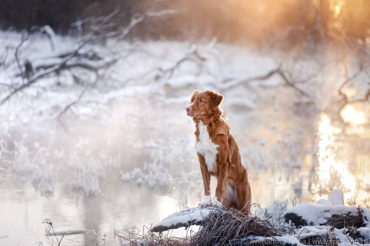 собака, природа, зима, ретривер, Анна Аверьянова