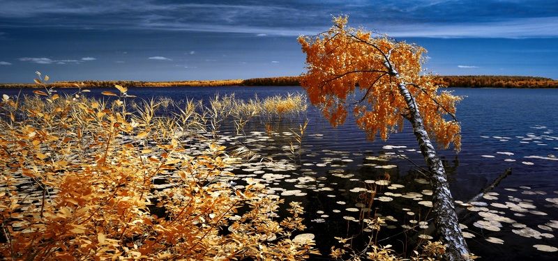 Летняя озерная. Инфракрасная фотография. фото превью