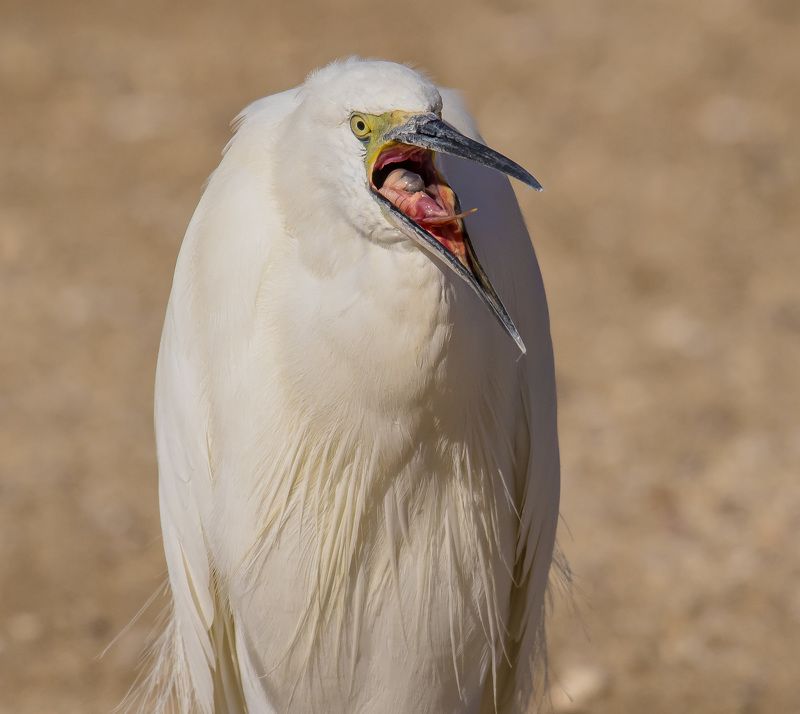 крик фото превью