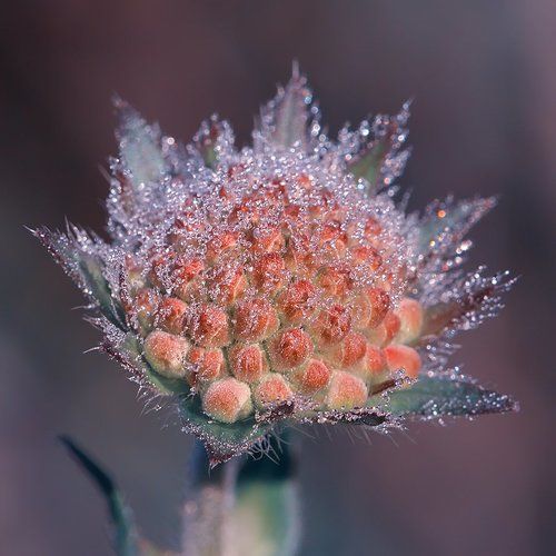 В серебре росы