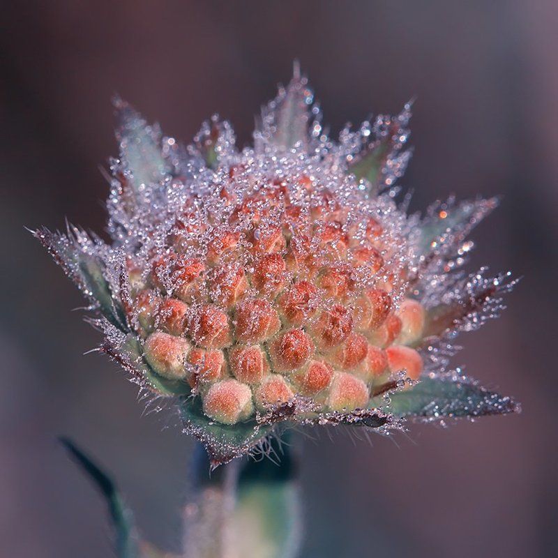 роса, природа, макро, утро В серебре росы фото превью