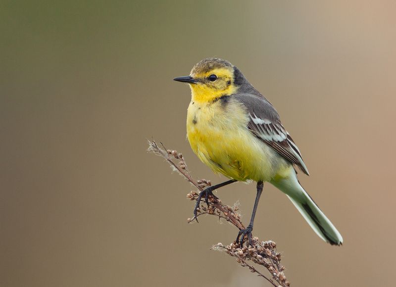 Желтая трясогузка фото превью