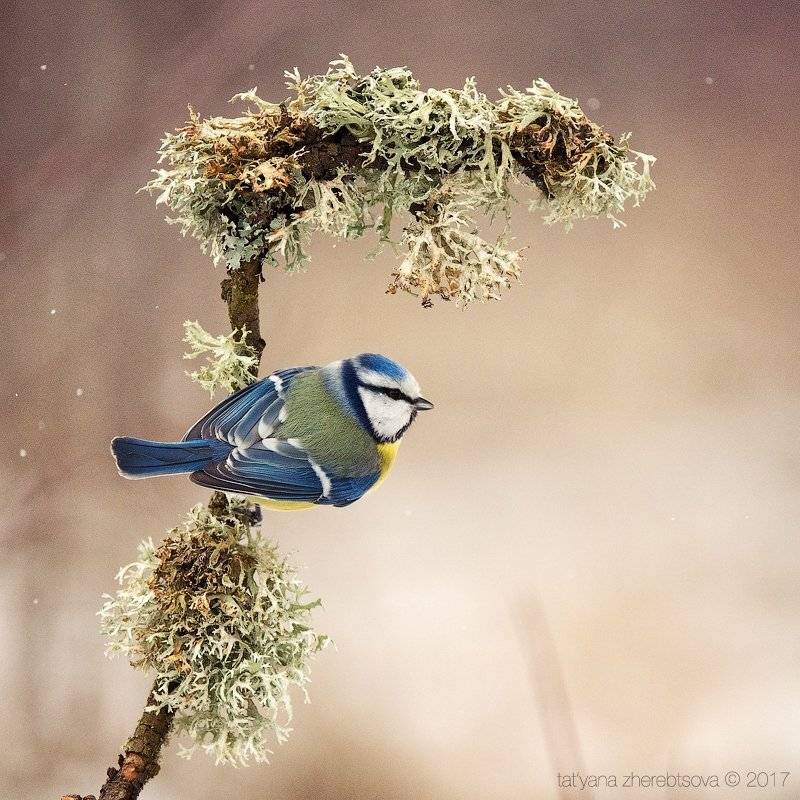 лазоревка, my-mriya, Татьяна Жеребцова