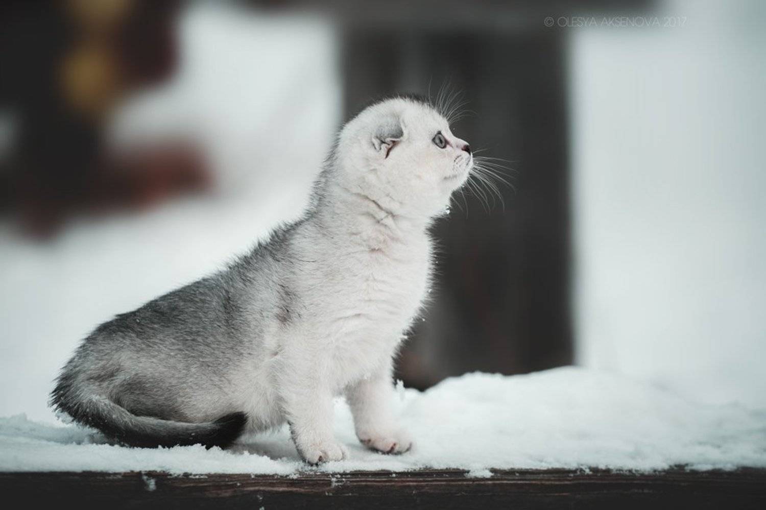 , Аксёнова Олеся