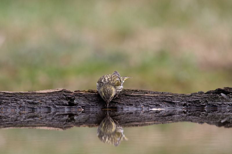Отражение фото превью