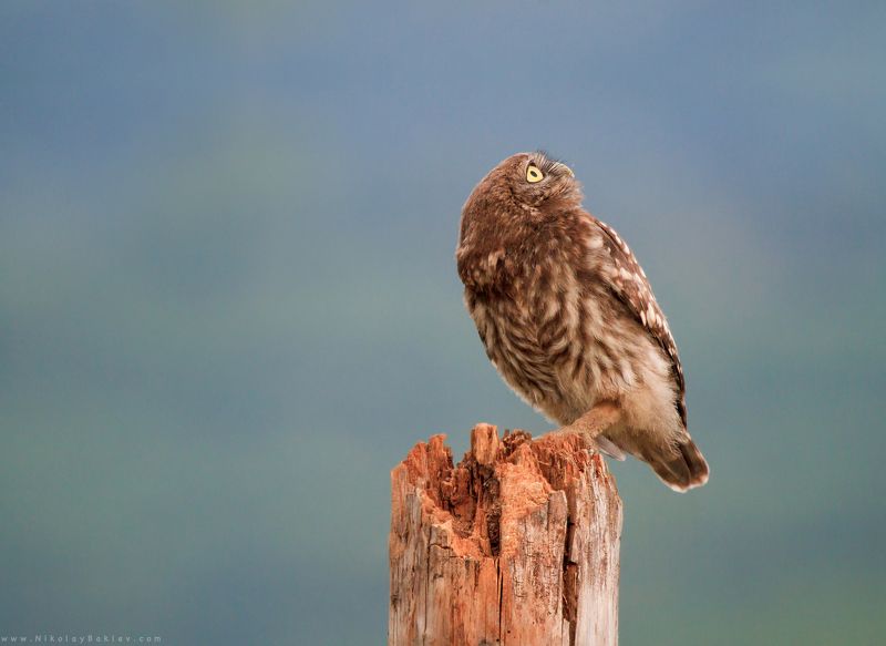 little, owl, bird, animals, wildlife, nature, bulgaria, Little owl фото превью