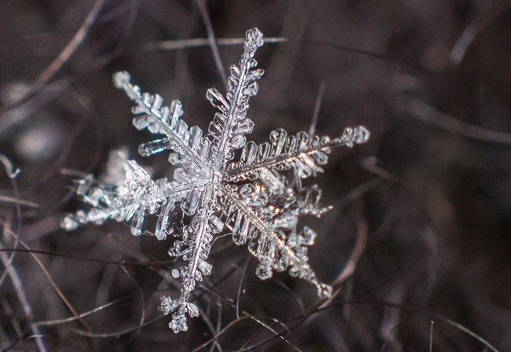 макро,снег,зима, Павел Сагайдак