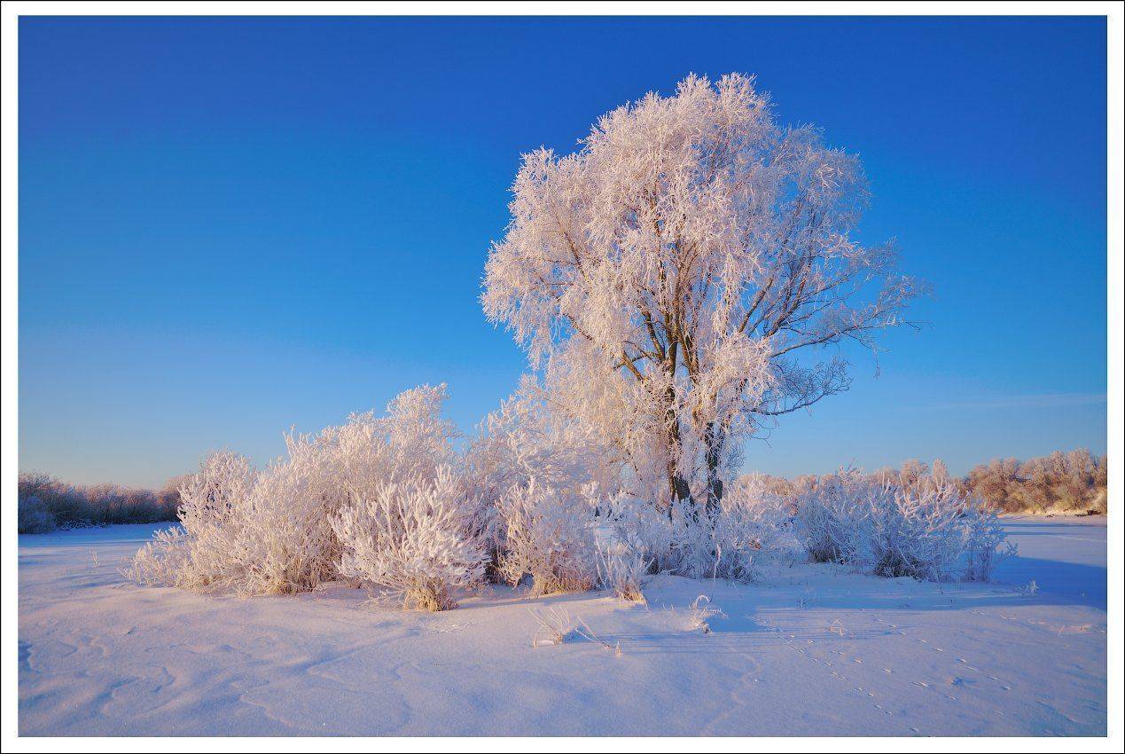 утро зима иней мороз, Купреев Юрий