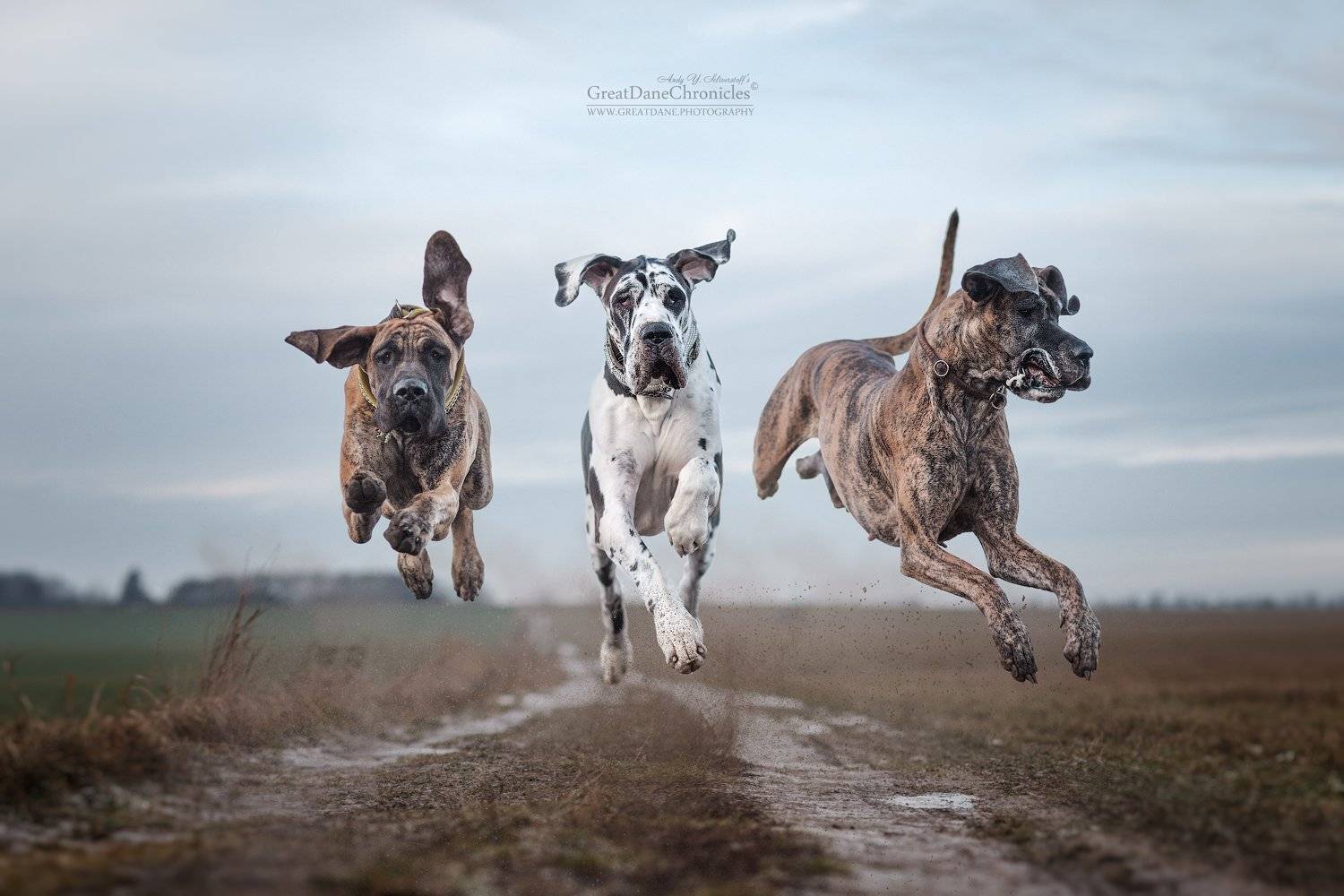 ride of the valkyries, Андрей Селиверстов