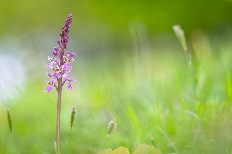 Orchis patens фото превью