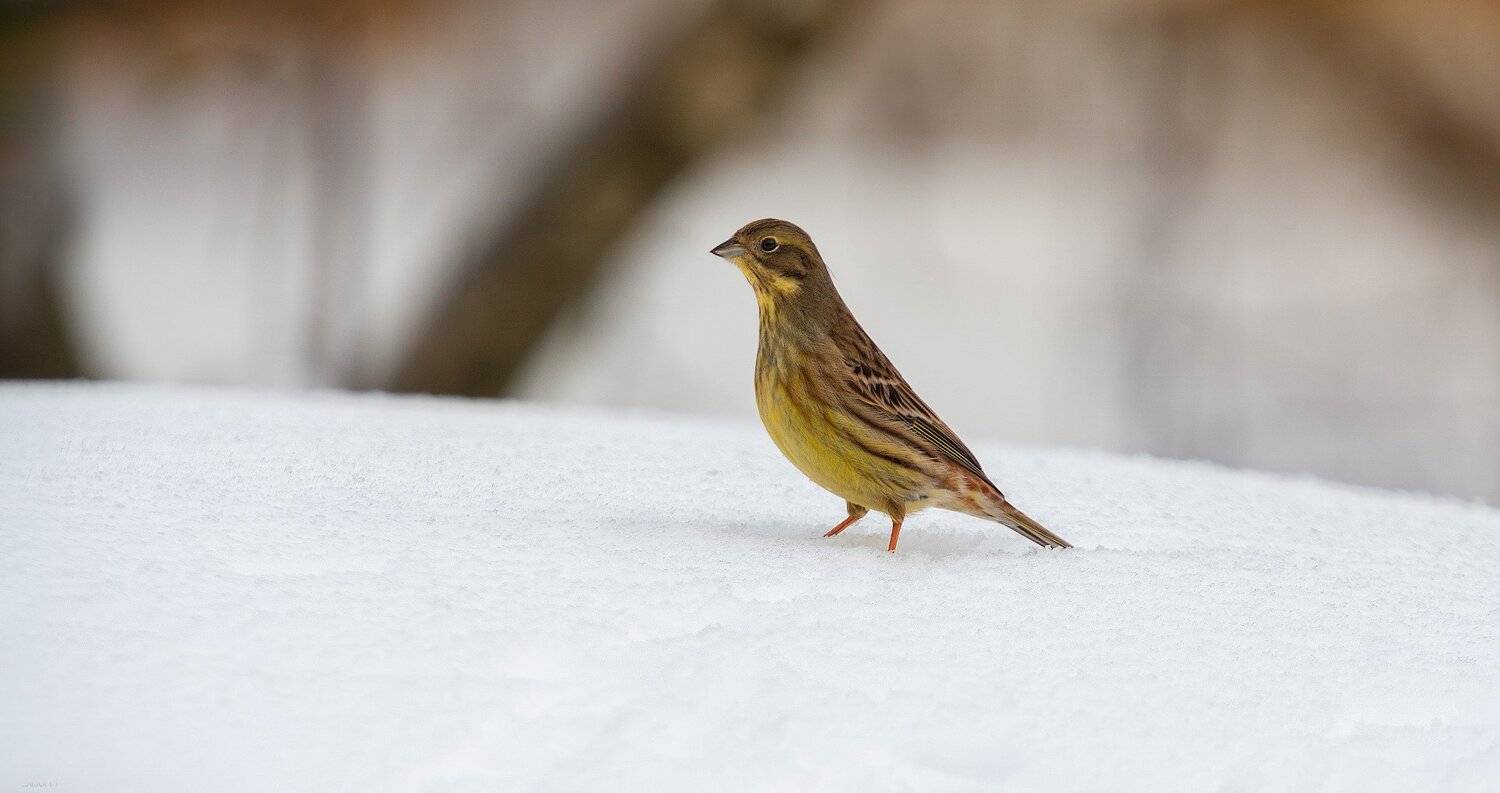 природа, лес, животные, птицы, Дмитрий Посевич
