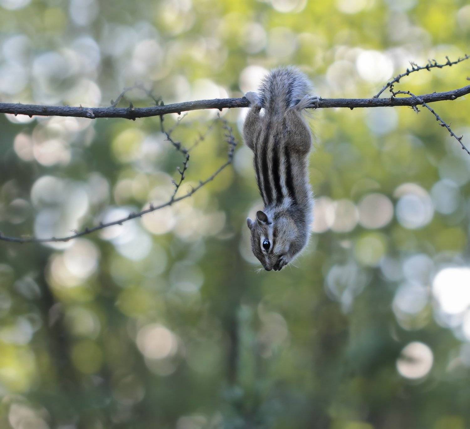 якутия, нерюнгри, бурундук, Евгения Левина