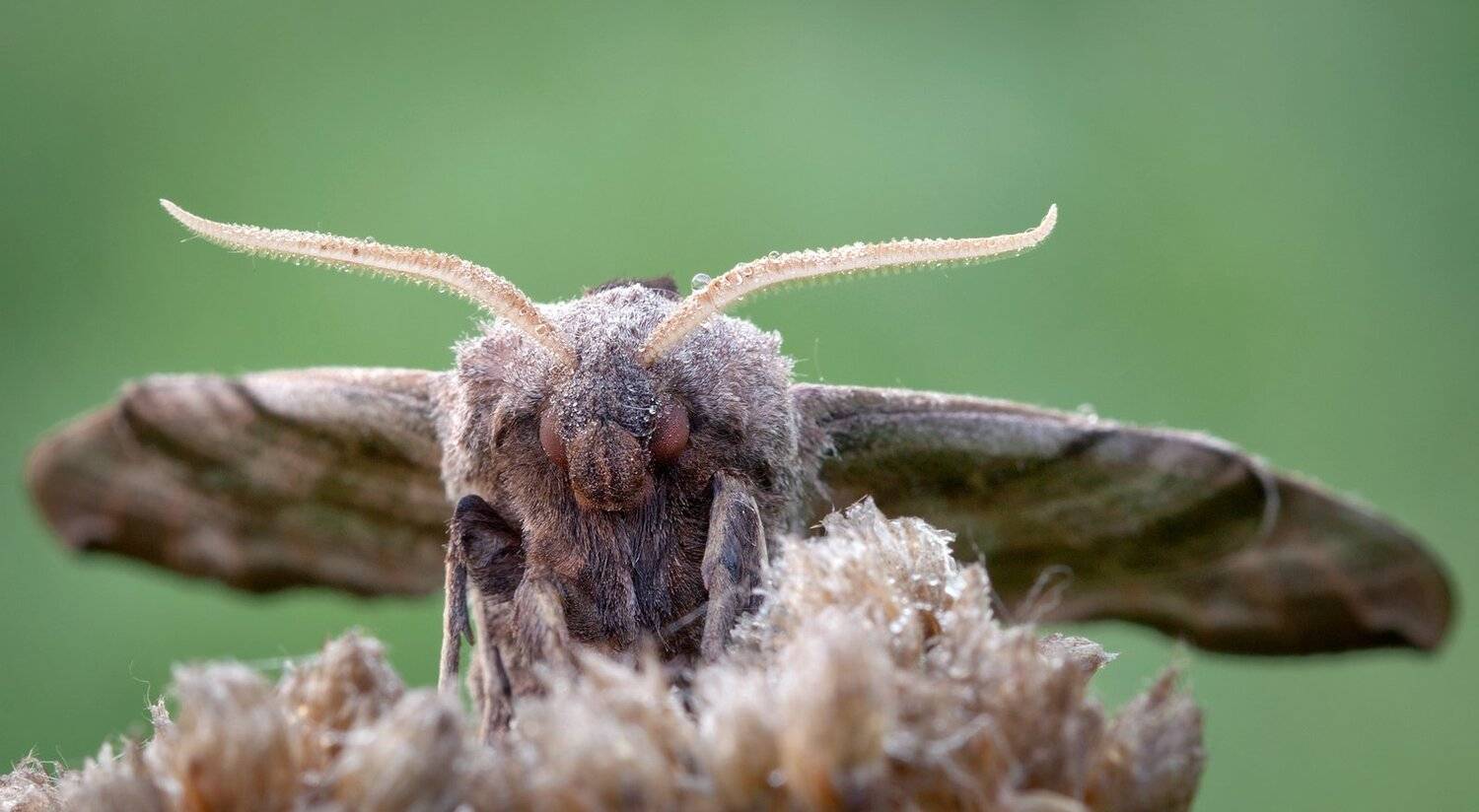 , Андрей Канышев