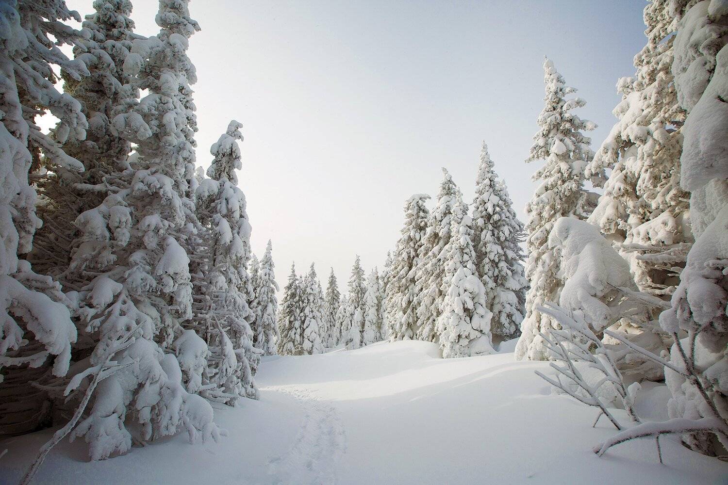 Таганай, зима, снег, лес, Владимир