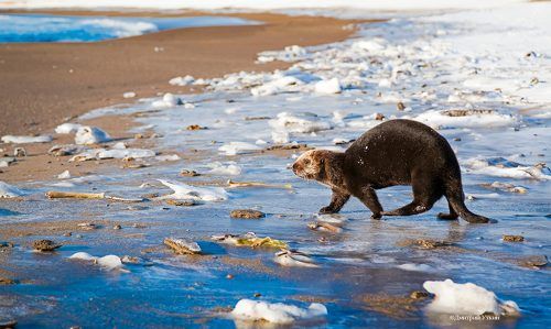 Летящей походкой...