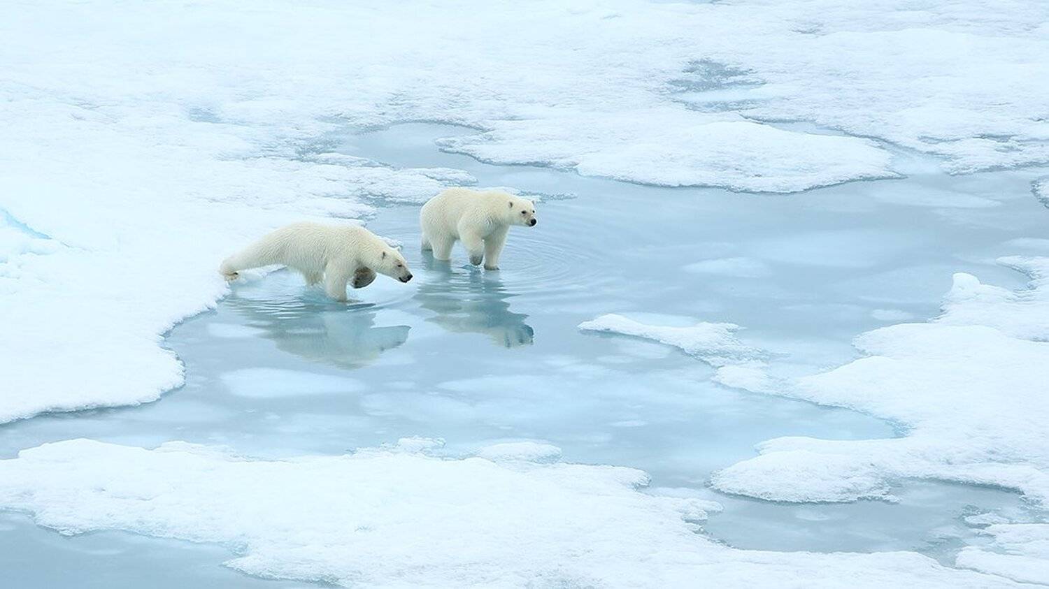 фотографандреевандрей, северныйполюс, northpole, арктика, arctic, ice, снег, лёд, круиз, expiditions, travel, белыймедведь, медведь, polarbear, животное, natgeowild, Андрей