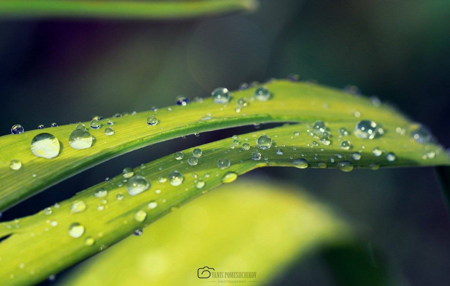 nature,water,morning,flora, Помещиков Ян