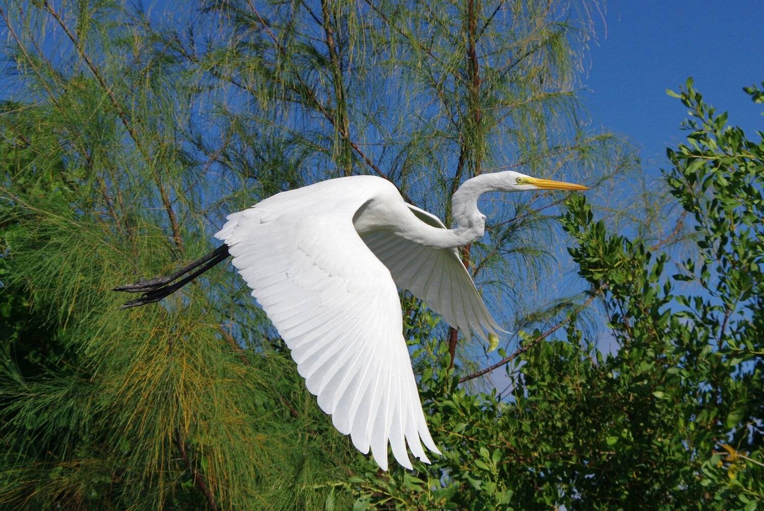 cuba,cayo guillermo,animals,birds,, Jacek