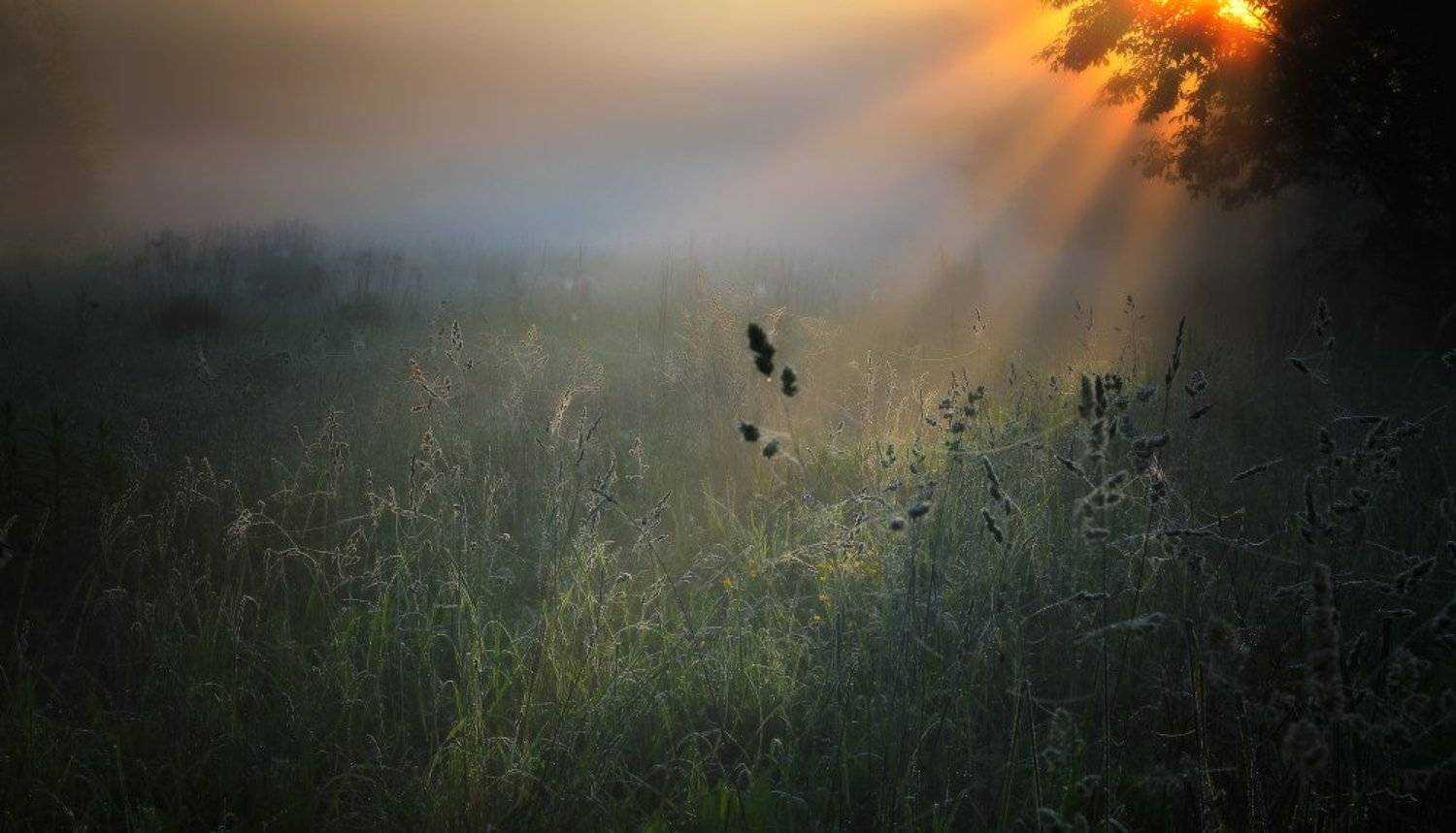 утро,туман,рассвет, Андрей Дитковский