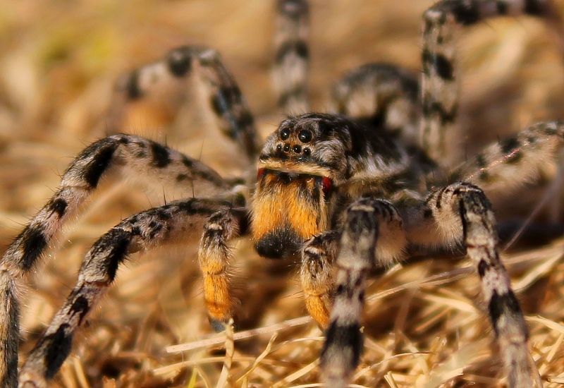 Южнорусский тарантул. фото превью
