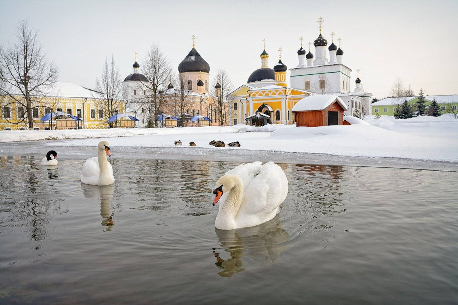 , Анатолий Зверев