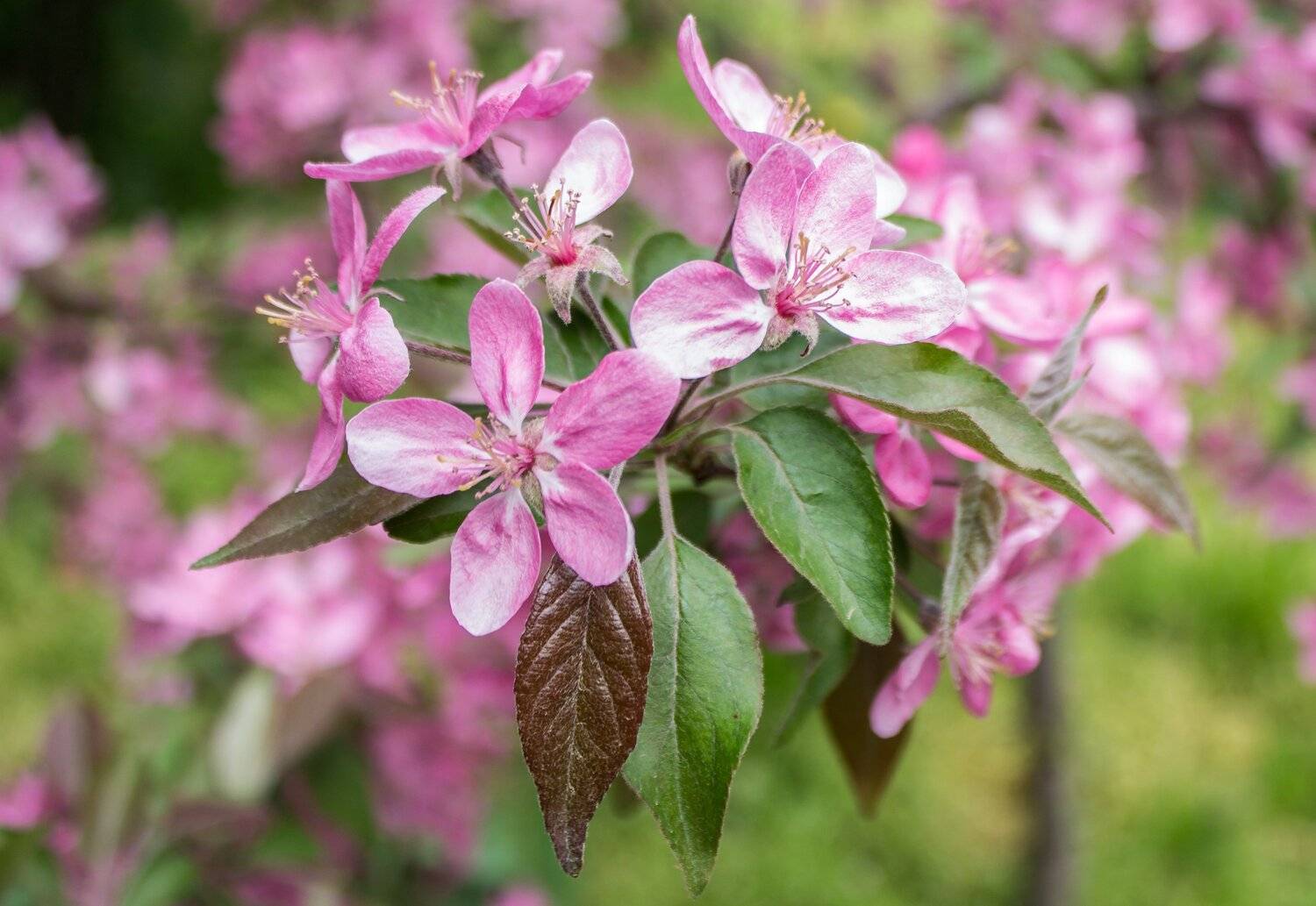 , Юрий Пужалин