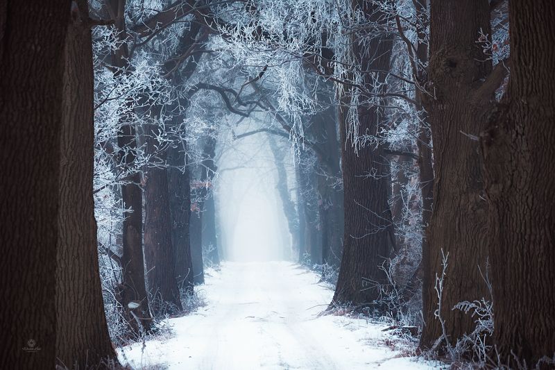 Winter invites you фото превью