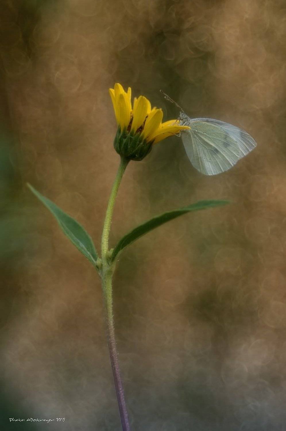 macro nature butterfly, Ryszard Lal