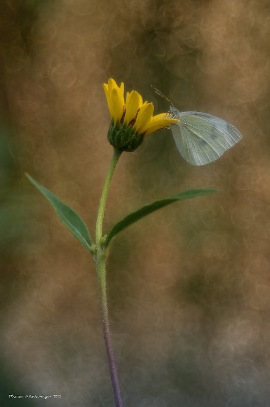 macro nature butterfly Sunset in July фото превью