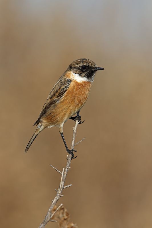 Saltimpalo фото превью