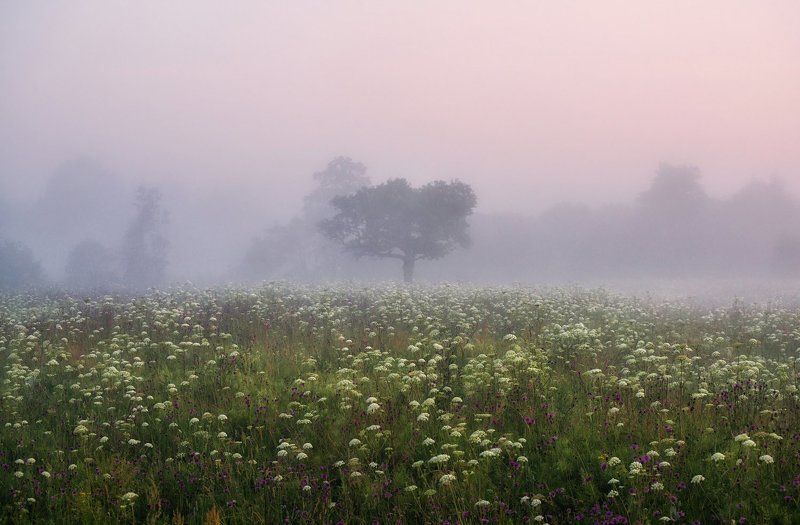 Дачные зарисовки. Сезон 2016. фото превью