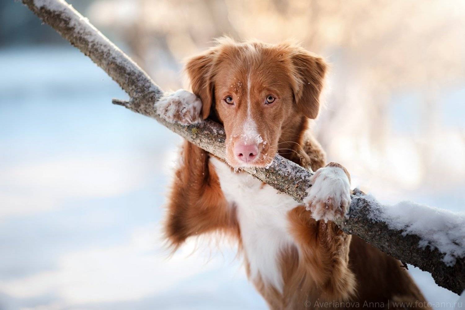 зима, природа, собака, солнце, Анна Аверьянова