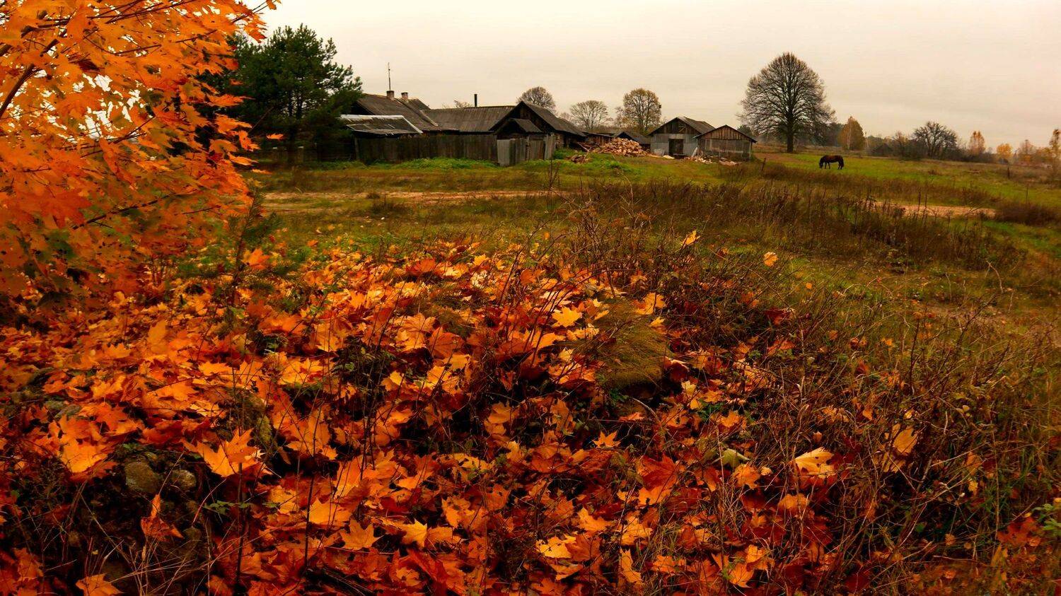 осень,беларусь,пейзаж, Sixten ( Сергей )