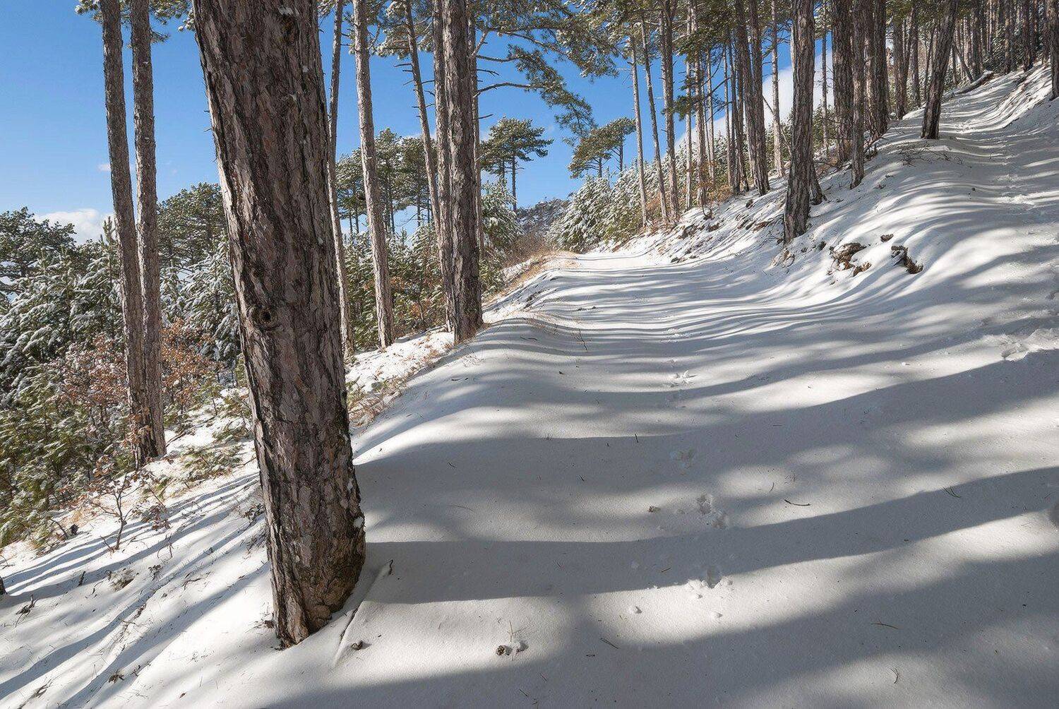 , Саша  Вайсберг / Waldschnepfe /