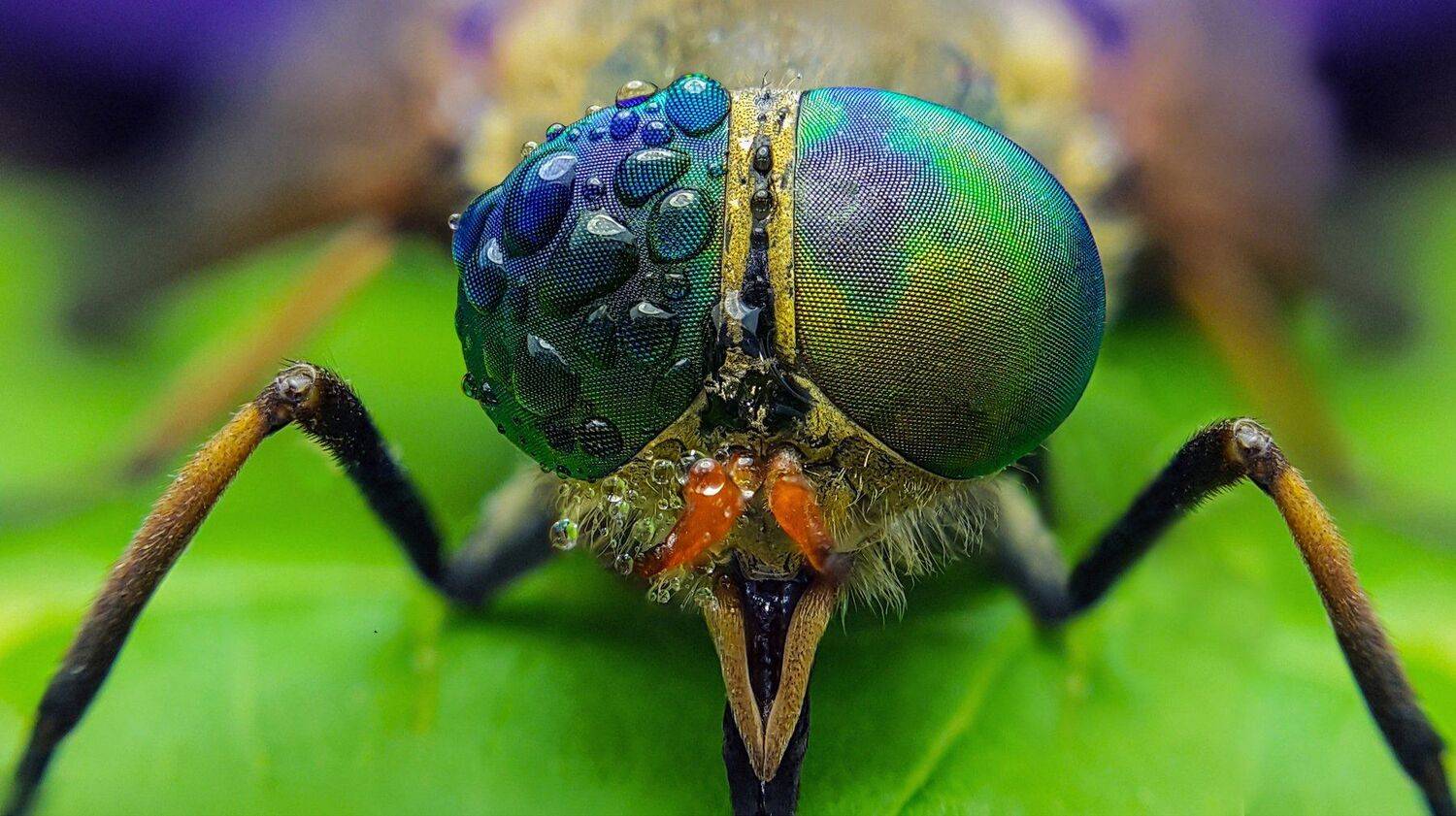 ceclii,macro,note4, Tsvetan Ganev