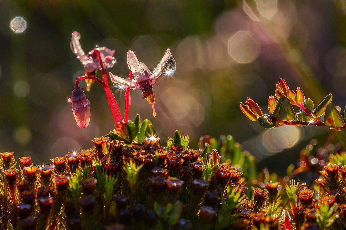 роса солнце блики болото цветы утро, Марина Мурашова