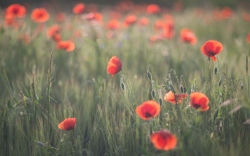 для тех кто любит- фото превью