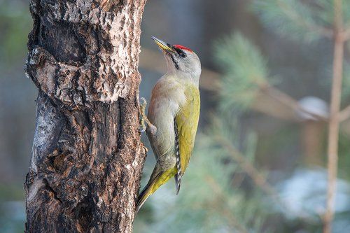 Седой дятел