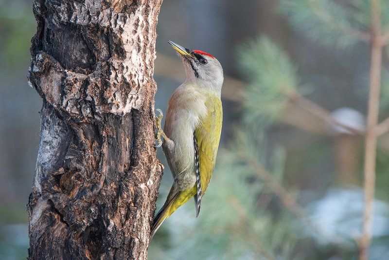 седой дятел. самец. Седой дятел фото превью