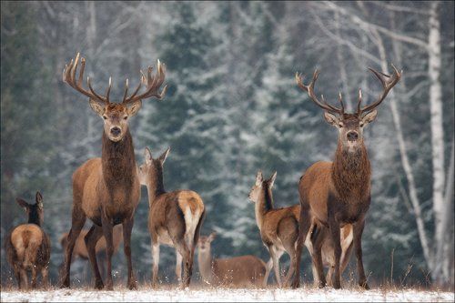 Двое из ларца, Олень-Горыныч и другие Красноборские сюжеты